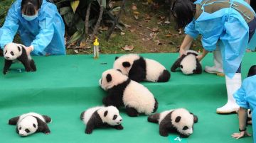 chengdupandas.jpg