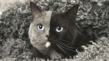 two-faced-cat-british-short-hair-france-jean-michel-labat-3-5a8e7d5fdf112__880.jpg