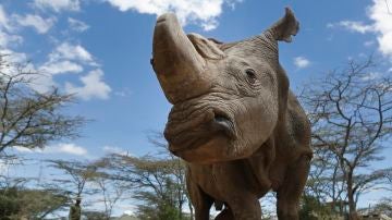 Imagen del último rinoceronte blanco del norte del mundo