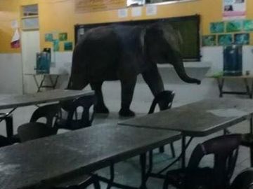 El elefante en el interior de un aula