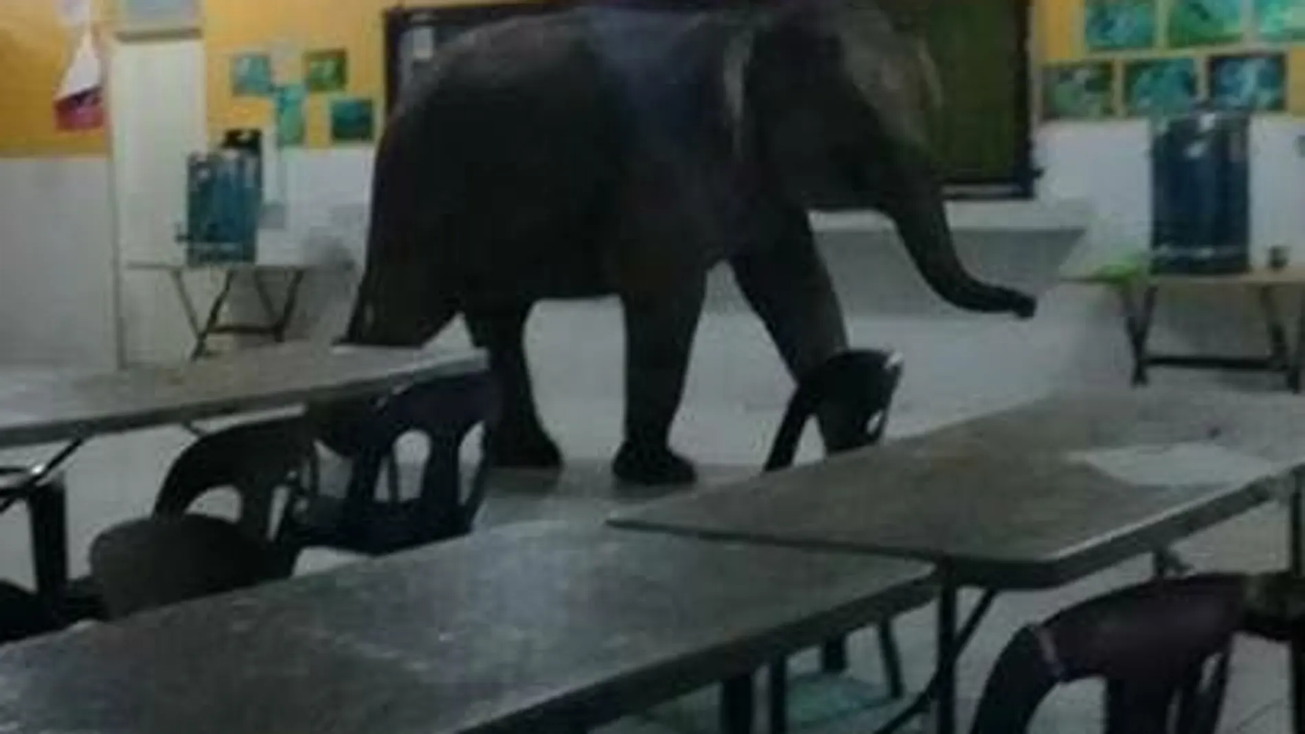El elefante en el interior de un aula El elefante en el interior de un aula