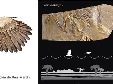 Dibujo que reconstruye el aspecto en vida del ave Concornis lacustris, realizada por Raúl Martín. Fotografías de los fósiles de Concornis lacustris y Eoalulavis hoyasi y dibujo de la trayectoria de vuelo "a saltos" en el paleohumedal de Las Hoyas. | UMA-UAM Dibujo que reconstruye el aspecto en vida del ave Concornis lacustris, realizada por Raúl Martín. Fotografías de los fósiles de Concornis lacustris y Eoalulavis hoyasi y dibujo de la trayectoria de vuelo "a saltos" en el paleohumedal de Las Hoyas. | UMA-UAM