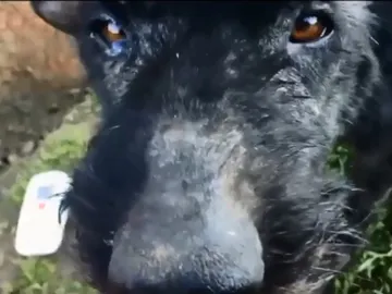 denuncian el caso de un perro maltratado denuncian el caso de un perro maltratado