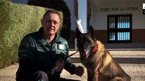 Elton, el perro que participa en la búsqueda de Gabriel Elton, el perro que participa en la búsqueda de Gabriel