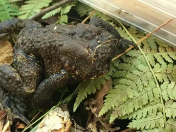 sapo sin cabeza en EEUU sapo sin cabeza en EEUU