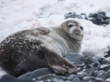 Sí, estás más gordo en invierno, pero puede ser que no sea culpa tuya. Sí, estás más gordo en invierno, pero puede ser que no sea culpa tuya.