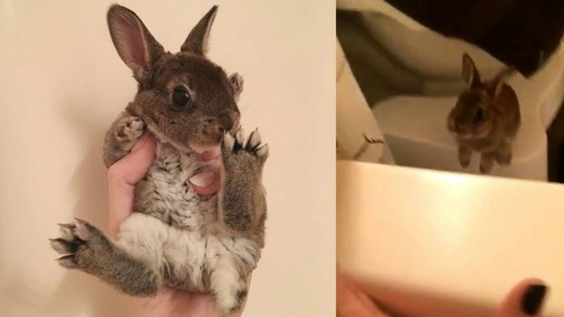 Tokki el conejo