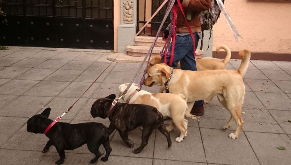 Paseo de perros