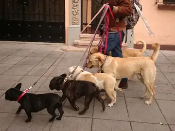 Paseo de perros Paseo de perros