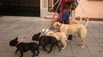 Paseo de perros