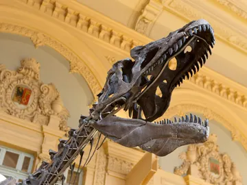 El esqueleto del dinosaurio que sale a subasta El esqueleto del dinosaurio que sale a subasta