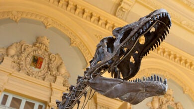 Subastan el esqueleto de una desconocida especie carnívora de dinosaurio de casi tres metros de alto