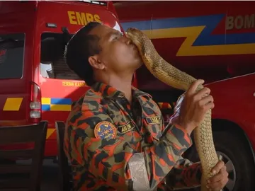 Abu Zarin Hussin, un domador de serpiente malasio muerto por el mordisco de una cobra Abu Zarin Hussin, un domador de serpiente malasio muerto por el mordisco de una cobra