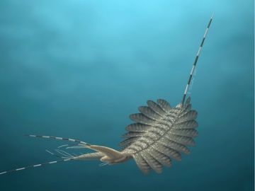 ‘kierkegaardi’, la extraña criatura marina que vivió hace 520 millones de años