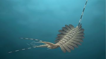‘kierkegaardi’, la extraña criatura marina que vivió hace 520 millones de años