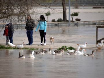 Varias personas en la zona afectada tras el desbordamiento del río Genil