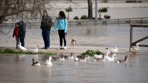 Varias personas en la zona afectada tras el desbordamiento del río Genil Varias personas en la zona afectada tras el desbordamiento del río Genil