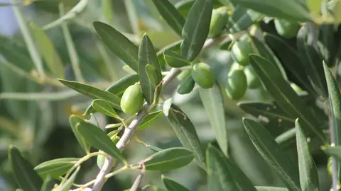 Campaña de recogida de aceitunas Imagen de aceitunas. Fuente pixabay.