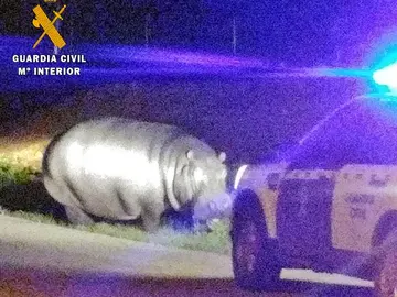 El hipopótamo en una carretera de Badajoz El hipopótamo en una carretera de Badajoz