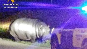 El hipopótamo en una carretera de Badajoz