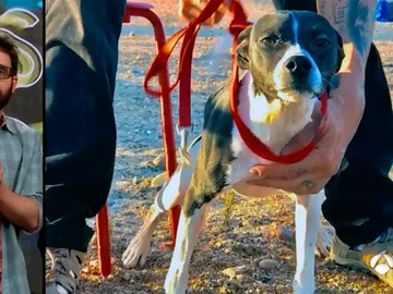 Adopta a Poli, un perrito muy valiente con mucho amor para dar Adopta a Poli, un perrito muy valiente con mucho amor para dar