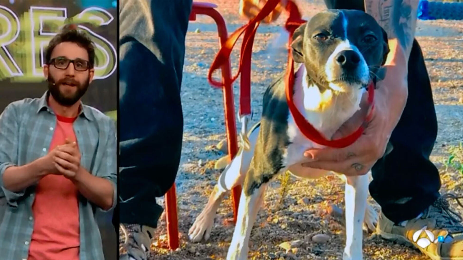  Adopta a Poli, un perrito muy valiente con mucho amor para dar 