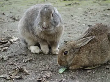 Conejos Conejos