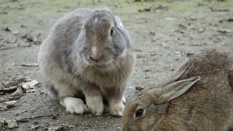 Conejos Conejos