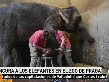 ELEFANTES ELEFANTES