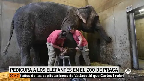 ELEFANTES ELEFANTES
