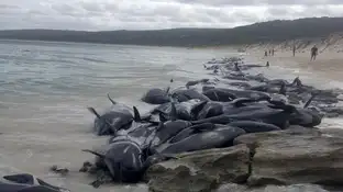 Decenas de ballenas varadas en la bahía de Hamelin Decenas de ballenas varadas en la bahía de Hamelin