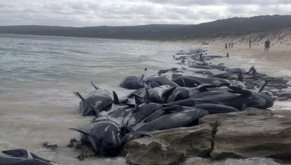 Decenas de ballenas varadas en la bahía de Hamelin