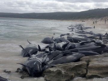 Decenas de ballenas varadas en la bahía de Hamelin