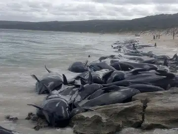 Decenas de ballenas varadas en la bahía de Hamelin Decenas de ballenas varadas en la bahía de Hamelin