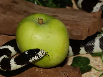 La dieta de la serpiente, ¿la penúltima chaladura? La dieta de la serpiente, ¿la penúltima chaladura?