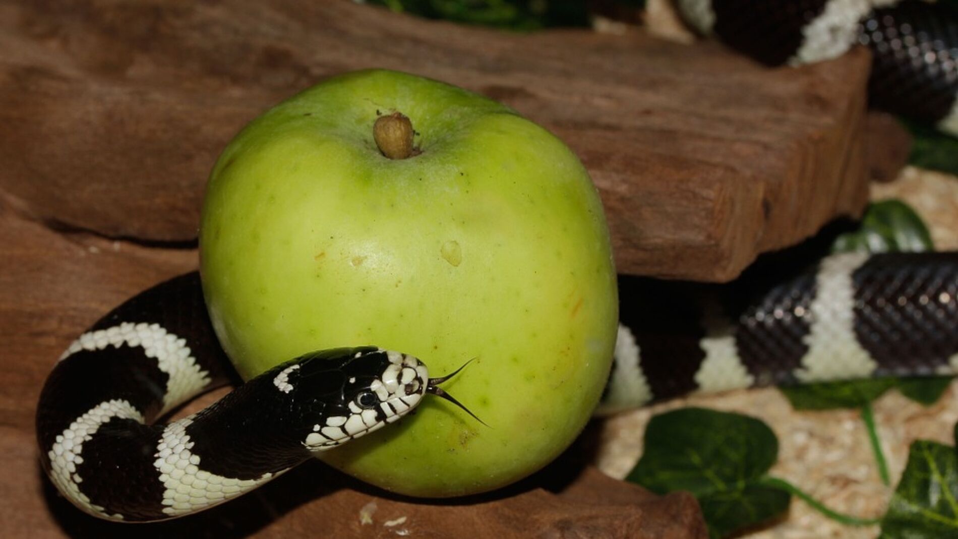 La dieta de la serpiente, ¿la penúltima chaladura?