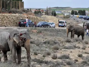 Uno de los elefantes que resultó herido tras volcar el camión en el que viajaba en la A-30 Uno de los elefantes que resultó herido tras volcar el camión en el que viajaba en la A-30