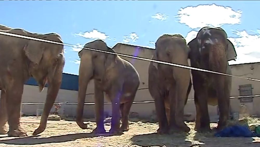 El circo de los elefantes accidentados en Pozo Cañada fue sancionado en Galicia