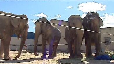 El circo de los elefantes accidentados en Pozo Cañada tiene tres sanciones en Galicia
