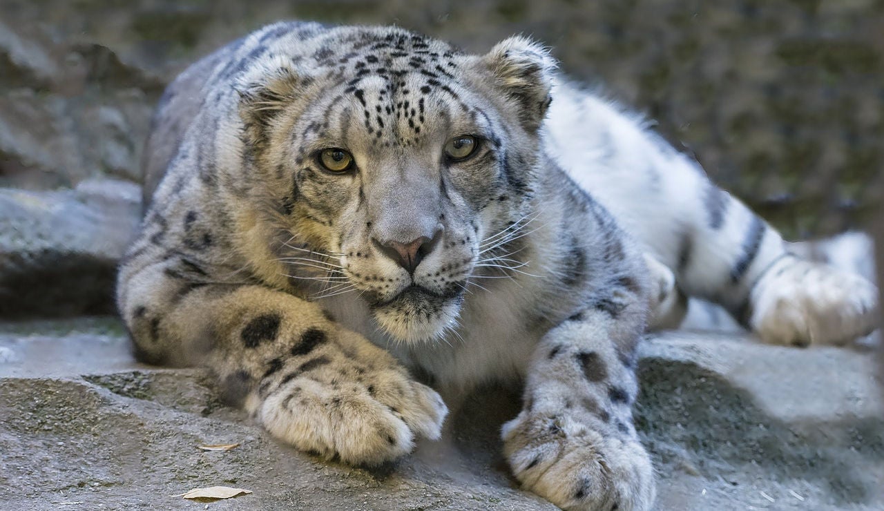 Leopardo