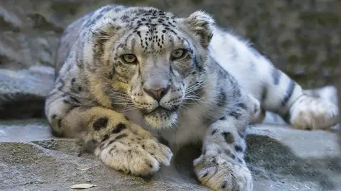 Leopardo Leopardo