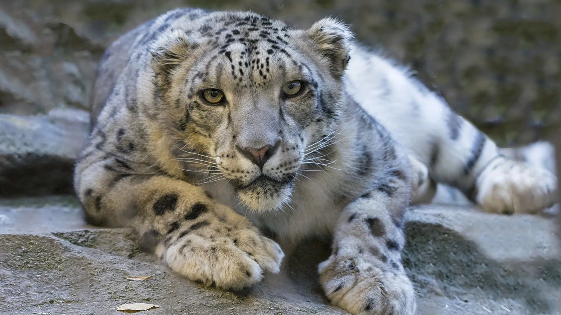 Leopardo Leopardo