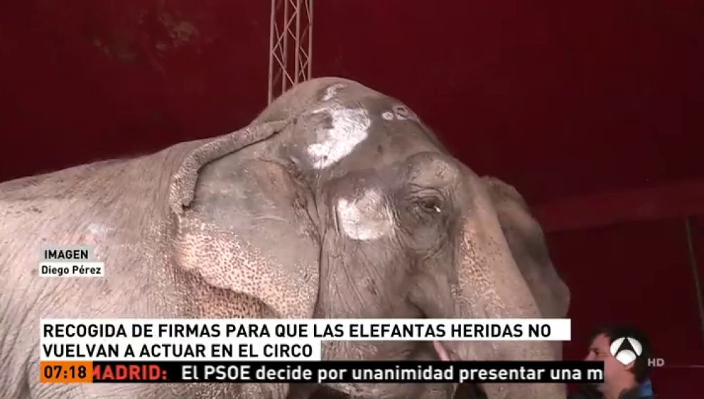 Recogida de firmas para que las elefantas no vuelvan a actuar en el circo