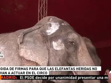 Recogida de firmas para que las elefantas no vuelvan a actuar en el circo Recogida de firmas para que las elefantas no vuelvan a actuar en el circo