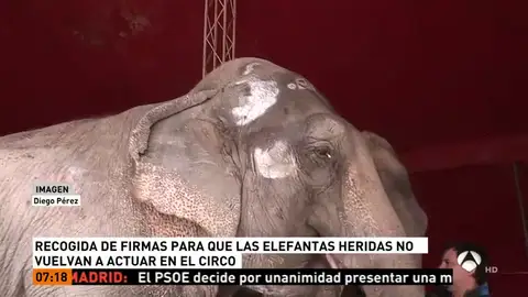 Recogida de firmas para que las elefantas no vuelvan a actuar en el circo Recogida de firmas para que las elefantas no vuelvan a actuar en el circo