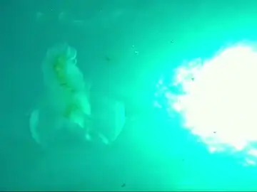 Graban una de las criaturas marinas más antiguas en aguas canarias Graban una de las criaturas marinas más antiguas en aguas canarias