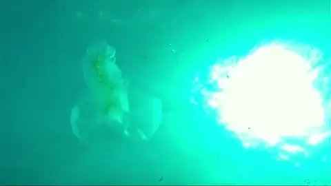 Graban una de las criaturas marinas más antiguas en aguas canarias Graban una de las criaturas marinas más antiguas en aguas canarias