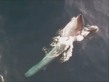 Captan por primera vez imágenes de ballenas alimentándose en la costa de Garraf Captan por primera vez imágenes de ballenas alimentándose en la costa de Garraf