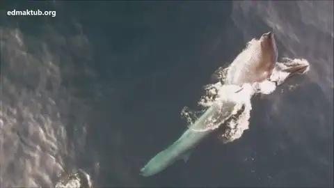 Captan por primera vez imágenes de ballenas alimentándose en la costa de Garraf Captan por primera vez imágenes de ballenas alimentándose en la costa de Garraf