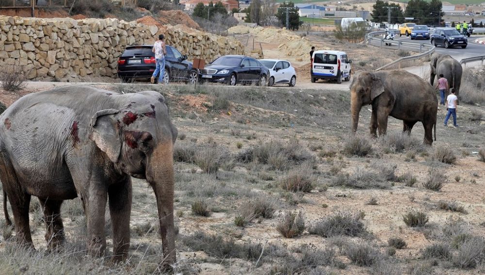 Uno de los elefantes que resultó herido tras volcar el camión en el que viajaba en la A-30, a su paso por Pozo Cañada (Albacete).